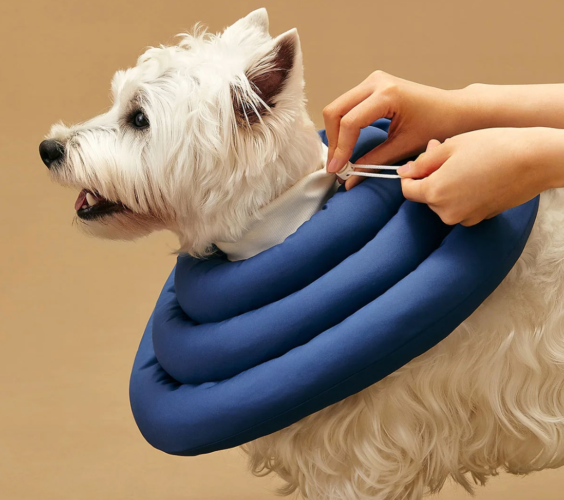 Arrr neck cone - UFO Neckar