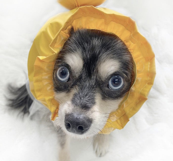 ODD STUDIO - Waterproof Hairband Snoods
