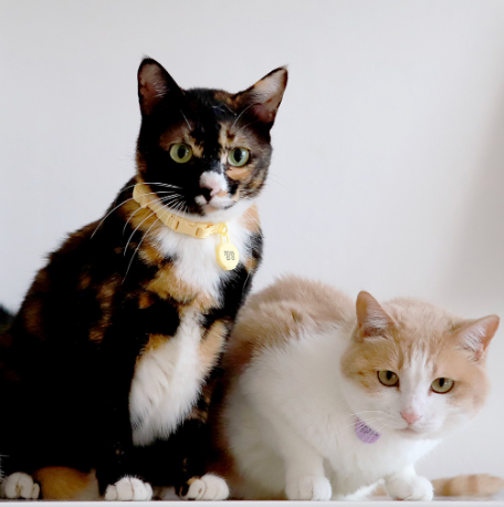 INHERENT KOREA - Thin macaroon collar for cat