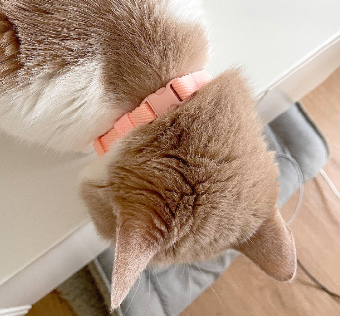 INHERENT KOREA - Thin macaroon collar for cat