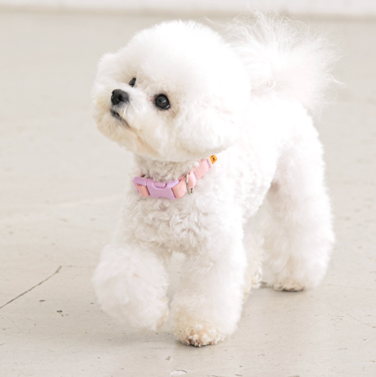 BITE ME - Candy crayon collar for dogs