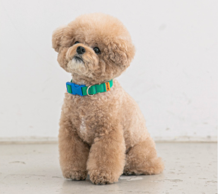 BITE ME - Candy crayon collar for dogs