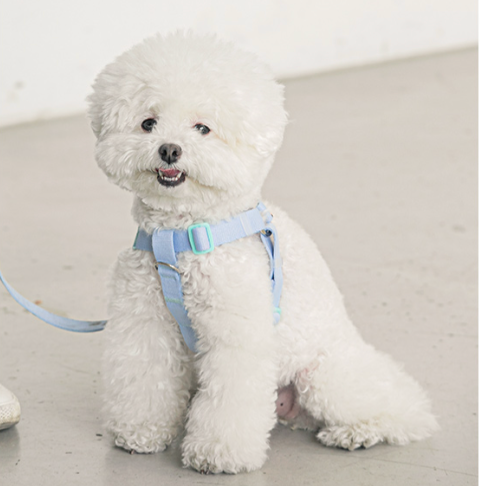 BITE ME - Candy crayon dog harness