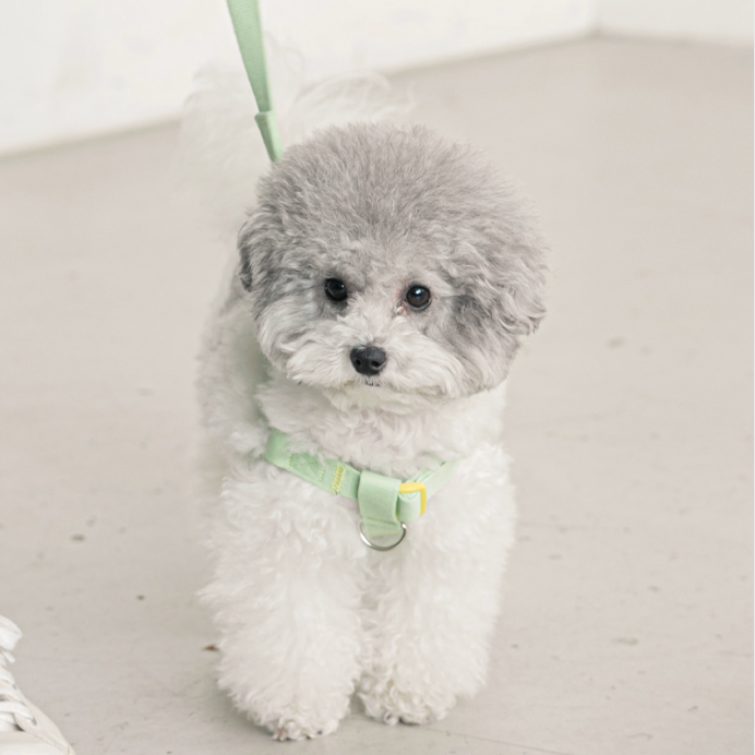 BITE ME - Candy crayon dog harness