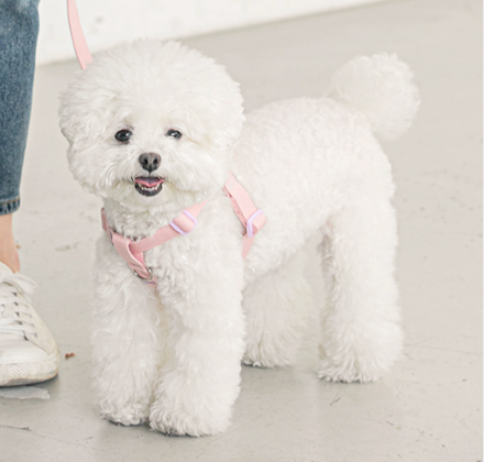 BITE ME - Candy crayon dog harness