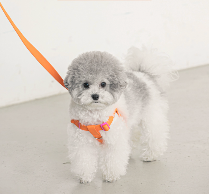 BITE ME - Candy crayon dog harness