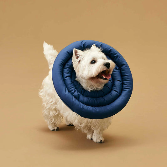 Arrr neck cone - UFO Neckar