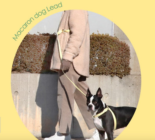 INHERENT KOREA Multifunction Hands - free dog Leash