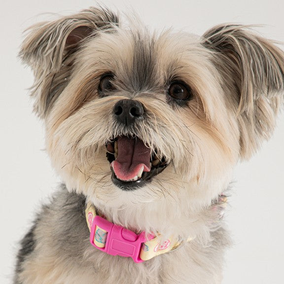 Bite Me - Pokori Friends Collar Dogs & Cats